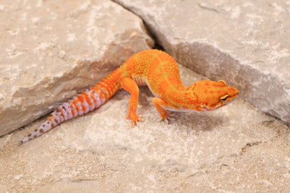 26-092 | Hot Gecko/Inferno Tangerine 66% het Rainwater Albino | Female