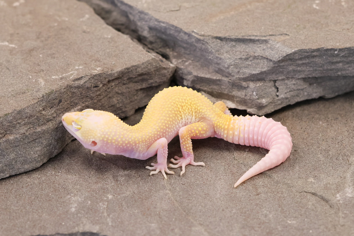 26-198 | Snowflake | Female