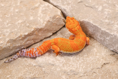 26-092 | Hot Gecko/Inferno Tangerine 66% het Rainwater Albino | Female