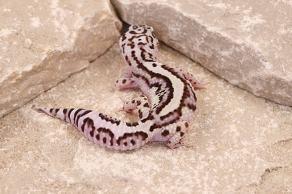25-105 | Bold Stripe Gem Snow | Female