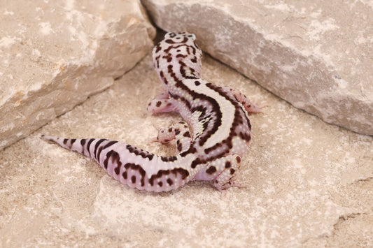 25-105 | Bold Stripe Gem Snow | Female