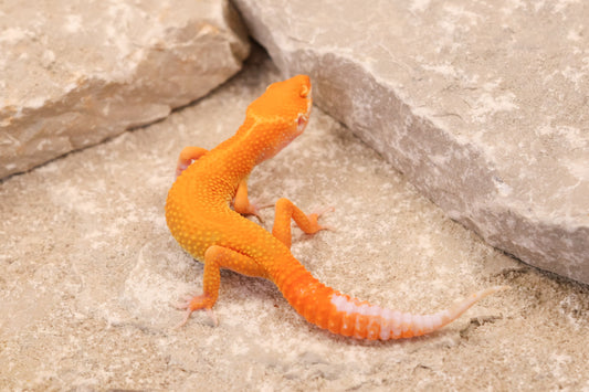 26-114 | Tangerine Tremper Albino | Male