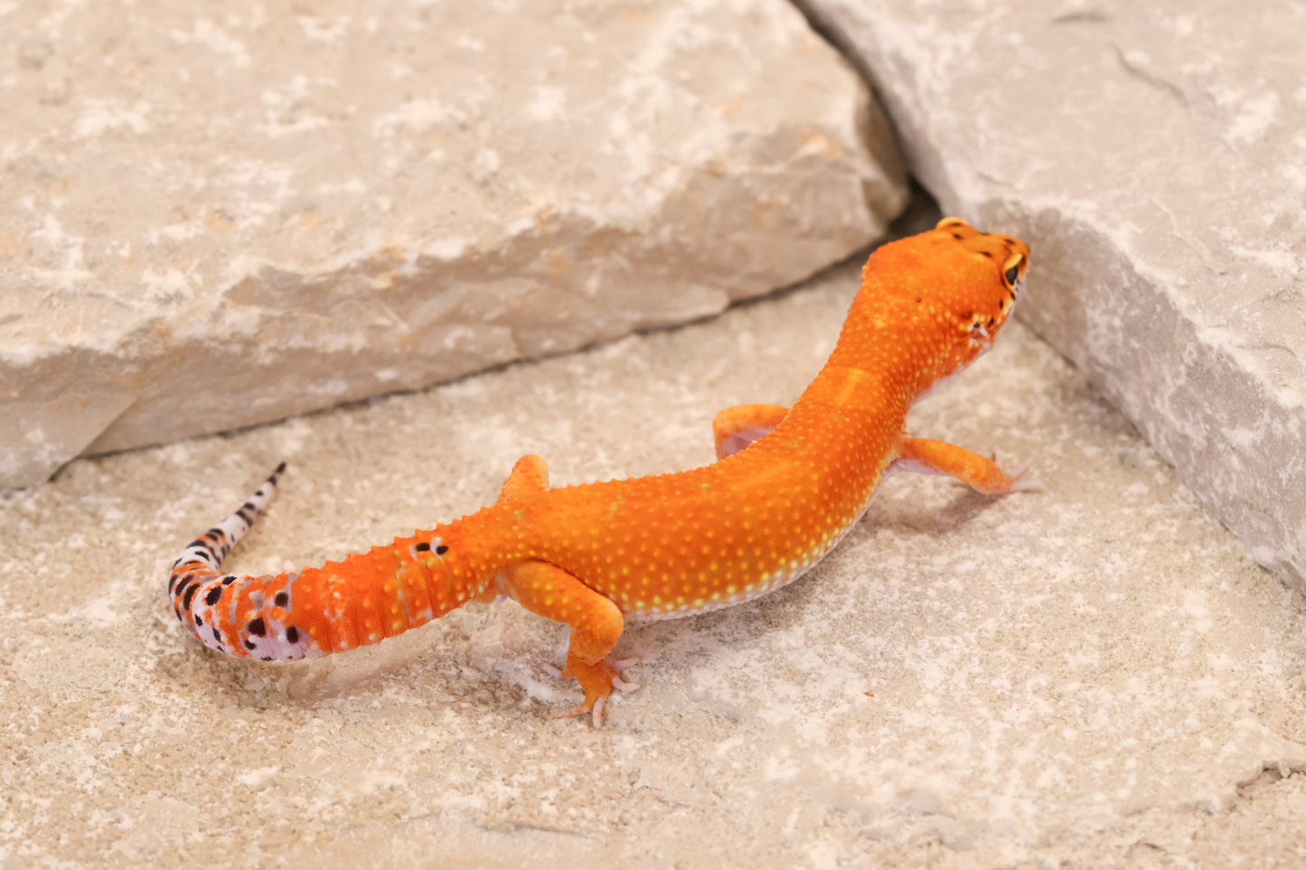 26-026 | Purple Head Tangerine | Male