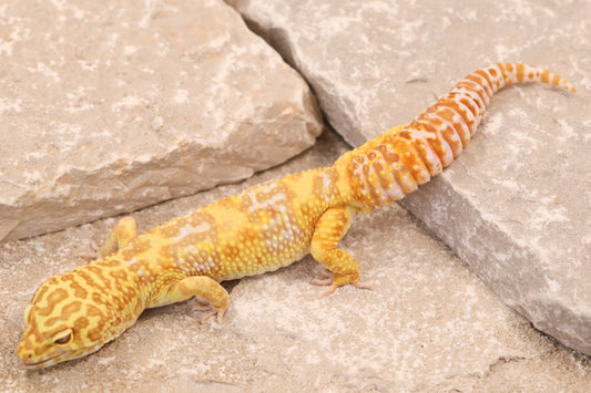 21-222 | Super Giant Tremper Albino | Male