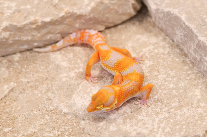 26-082 | Tremper Albino Clown | Female