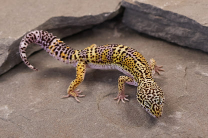 26-112 | Black Night Line Melanistic 66% het Blizzard/Eclipse