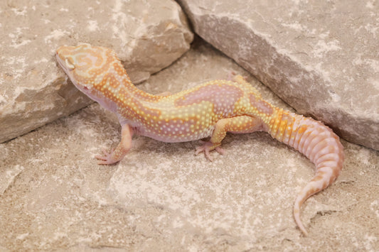 24-070 | Montanus Line Tremper Albino het Eclipse | Female