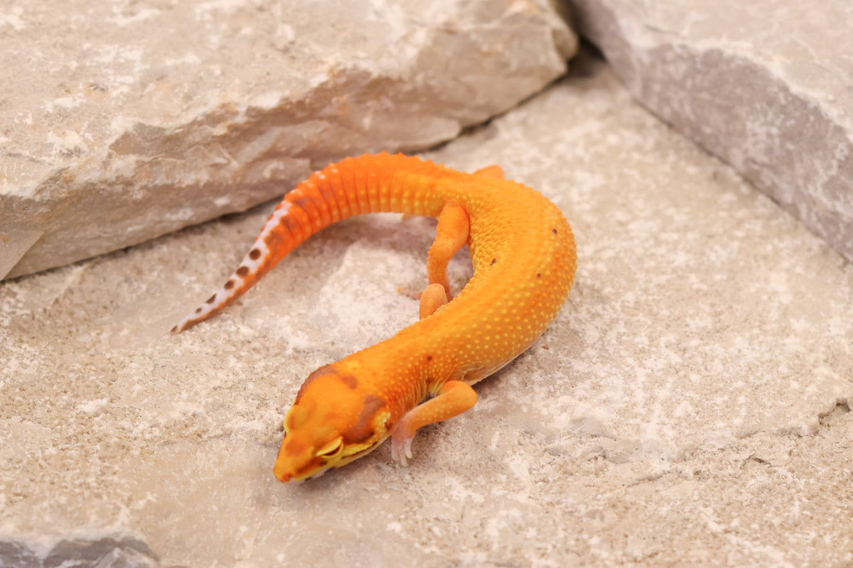 26-376 | Firebold/Red Stripe Tangerine Bell Albino | Female