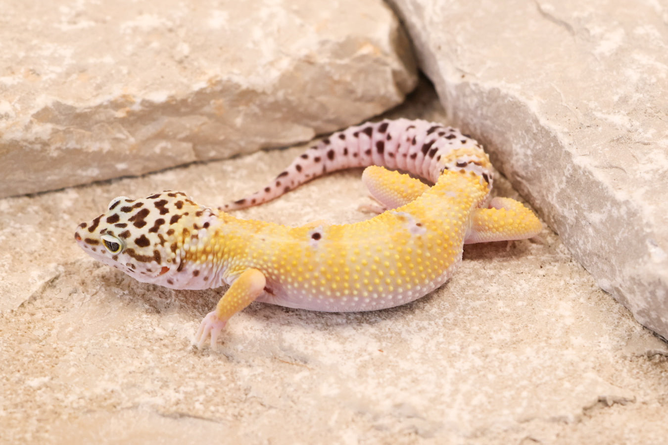 25-192 | Creamsicle Cross Hypo Mack Snow Tangerine het Cipher | Male