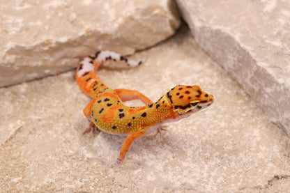 26-071 | Clown 66% het Tremper Albino | Female
