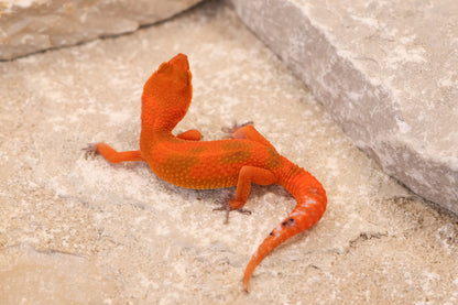 26-260 | Mandarin Blood Emerine | Female