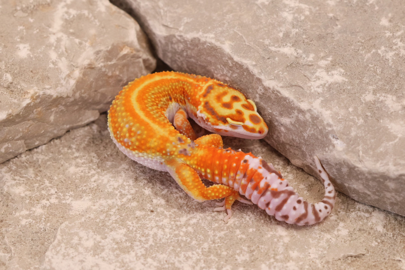 25-052 | Clown/Red Stripe Tangerine Bell Albino | Female