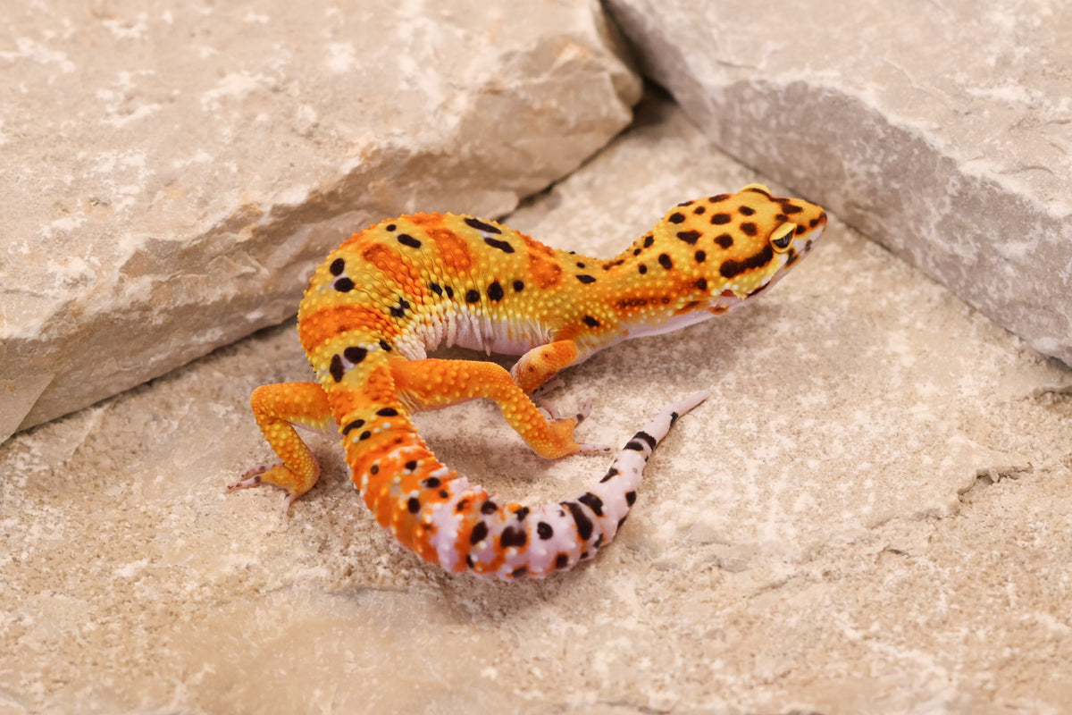 26-014 | Clown 66% het Tremper Albino | Female