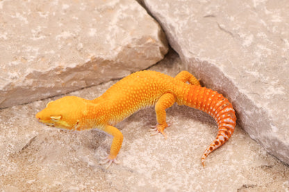 25-724 | Tangerine Bell Albino | Male