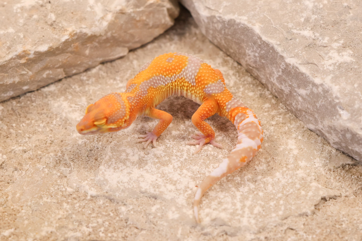 26-136 | Tremper Albino Clown | Male