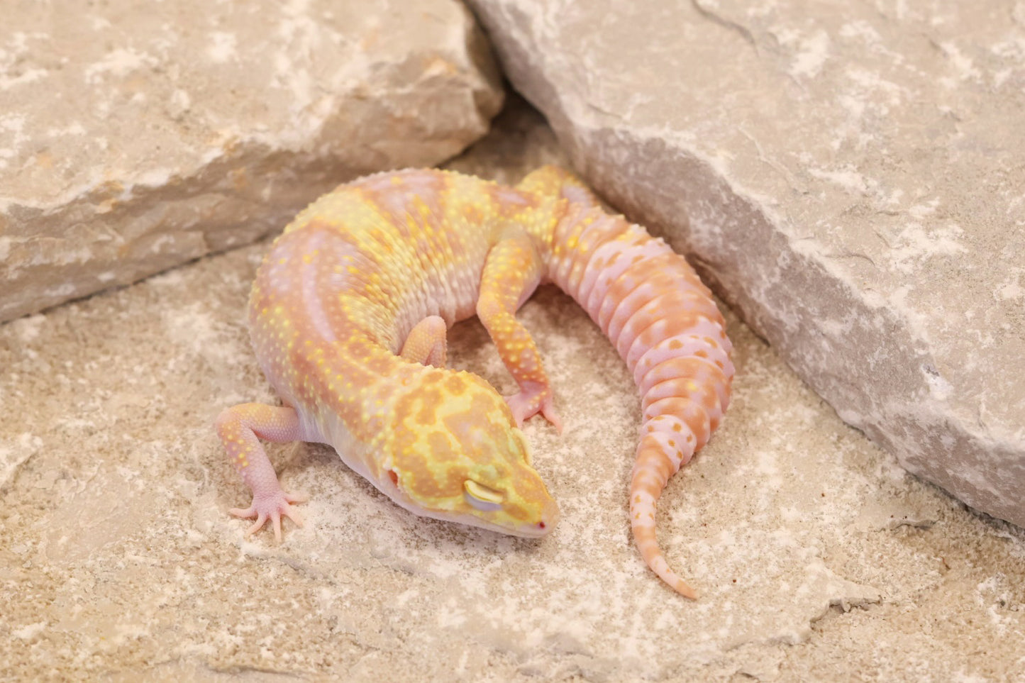 24-117 | Montanus Line Raptor | Female