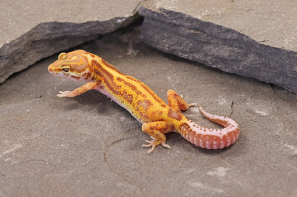 26-358 | Firebold Line Gem Snow Rainwater Albino | Female