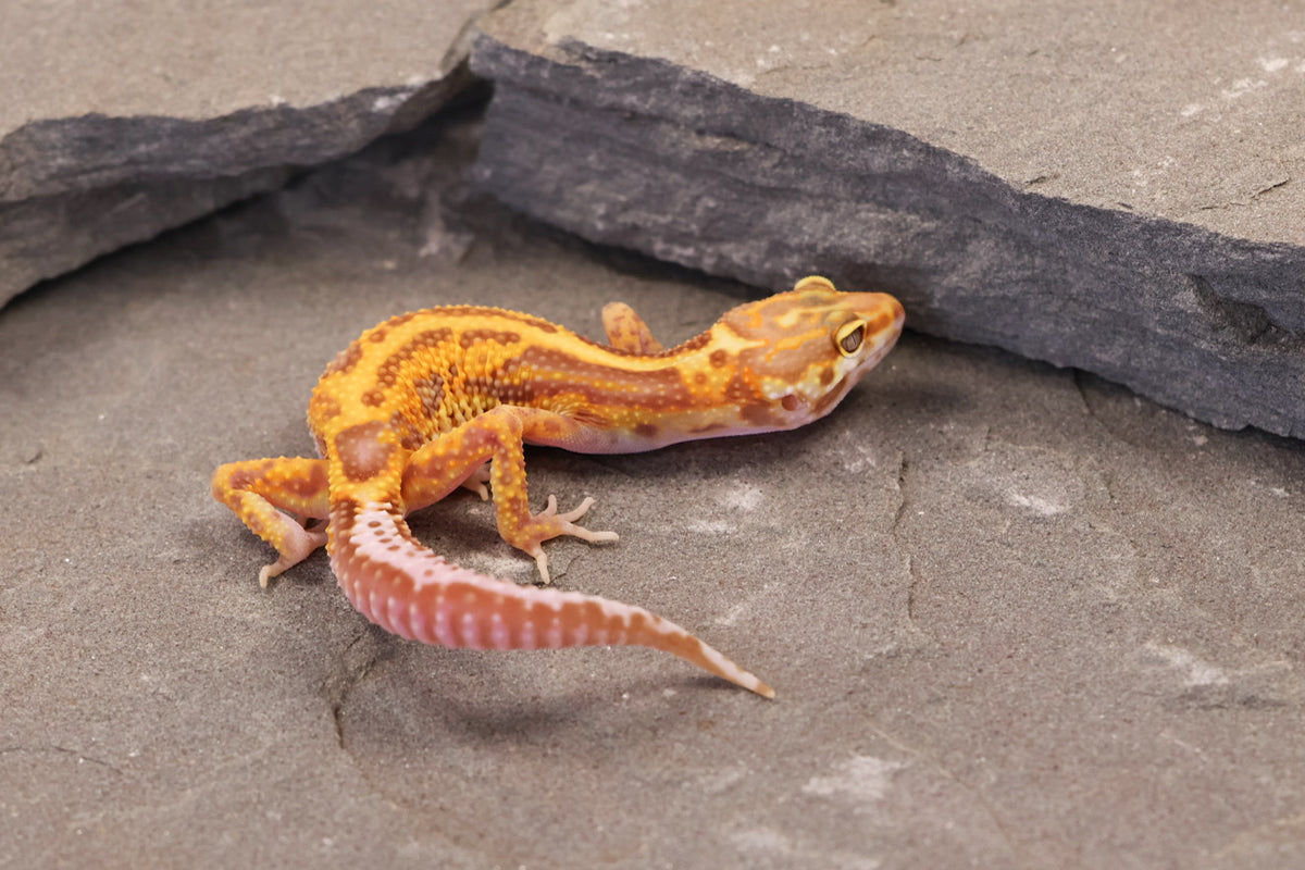 26-358 | Firebold Line Gem Snow Rainwater Albino | Female