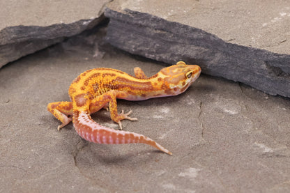 26-358 | Firebold Line Gem Snow Rainwater Albino | Female