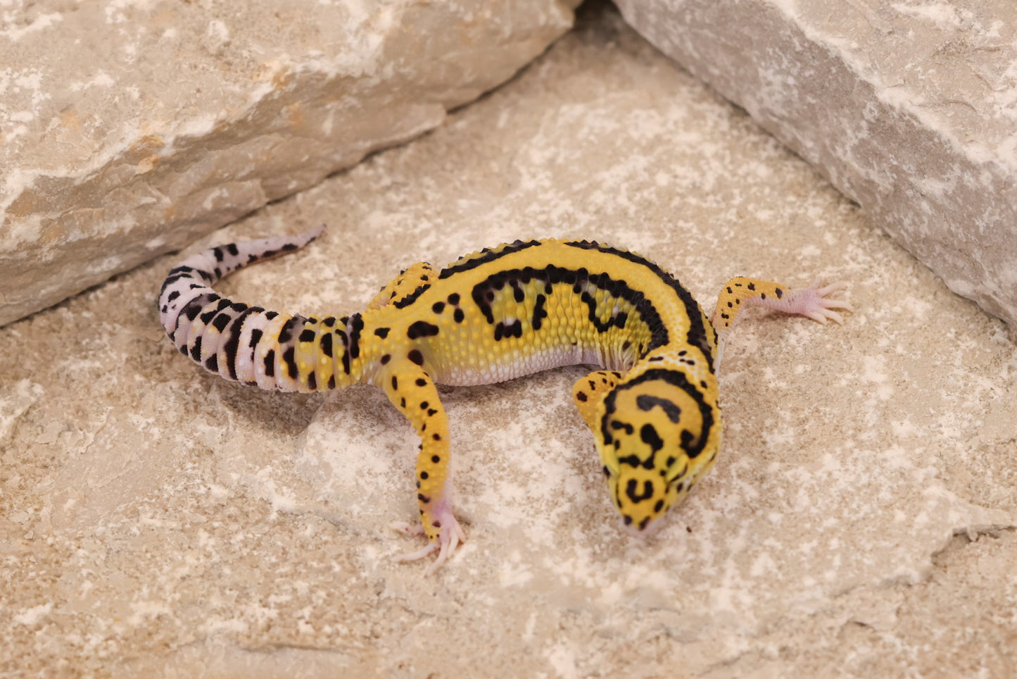 25-097 | Bold Stripe Eclipse | Female