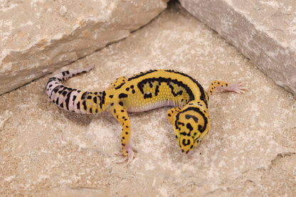 25-097 | Bold Stripe Eclipse | Female