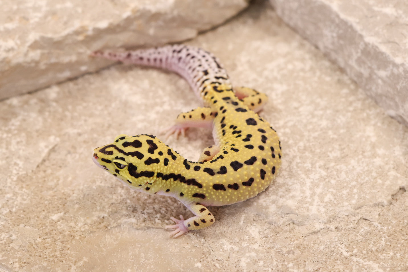 25-125 | Bold Eclipse | Female