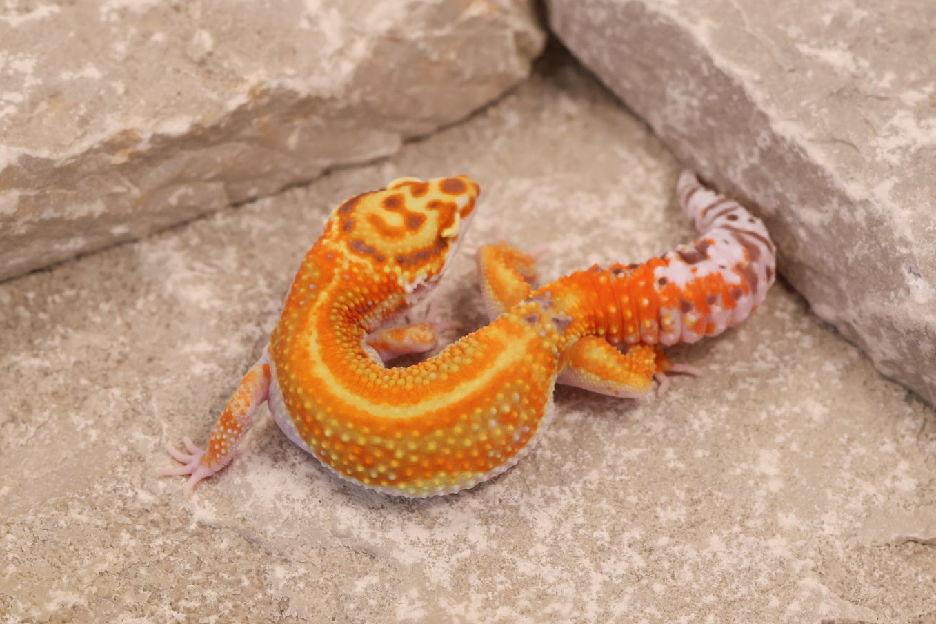 25-052 | Clown/Red Stripe Tangerine Bell Albino | Female