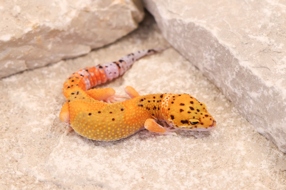 26-239 | Black Blood Cross Melanistic Tangerine Eclipse | Female