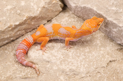 26-292 | Black Night/Red Diamond Tangerine Tremper Albino | Female