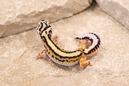 26-183 | Bold Stripe Non Het | Female