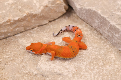 26-074 | Blood Tangerine 66% het Eclipse | Probable Male