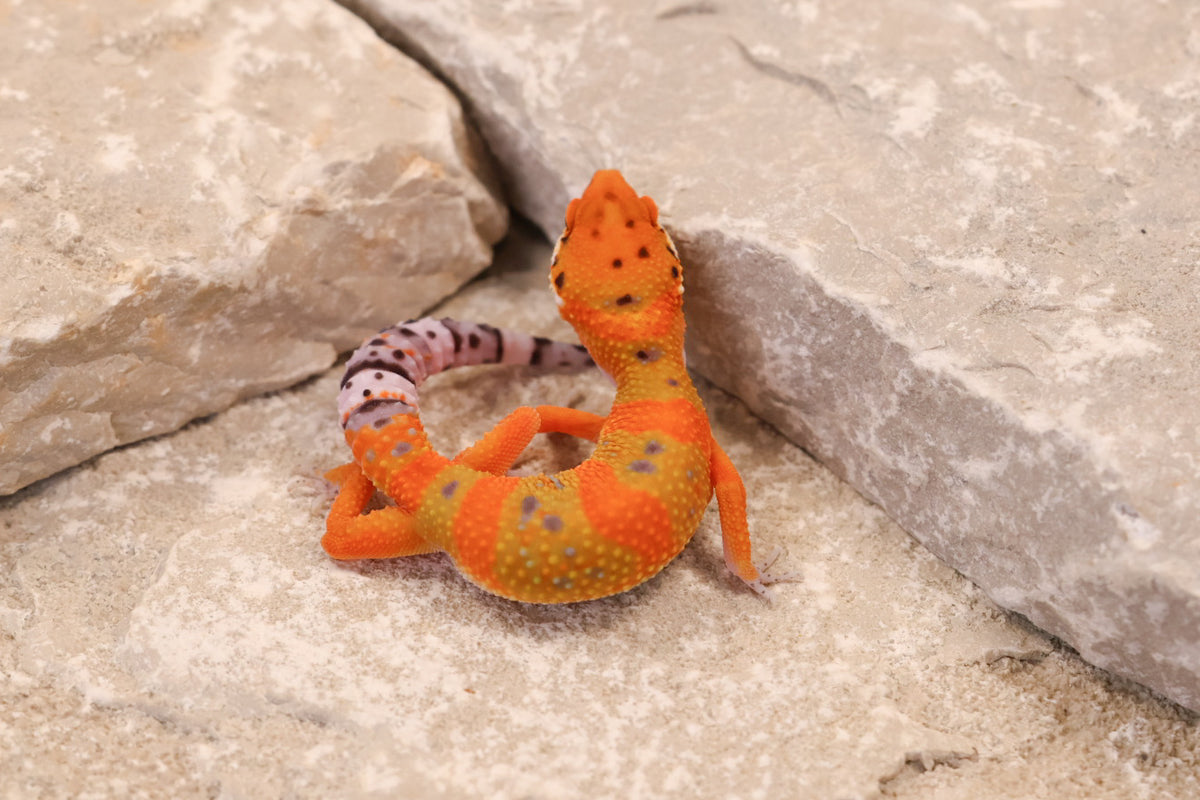 26-141 | Clown/Electric Inferno Emerine Tangerine | Female