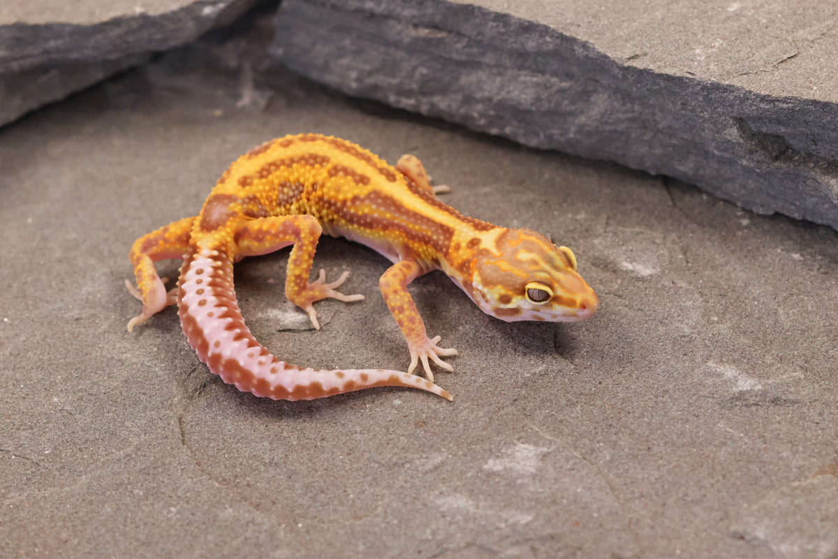 26-358 | Firebold Line Gem Snow Rainwater Albino | Female