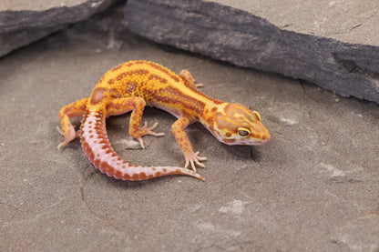 26-358 | Firebold Line Gem Snow Rainwater Albino | Female