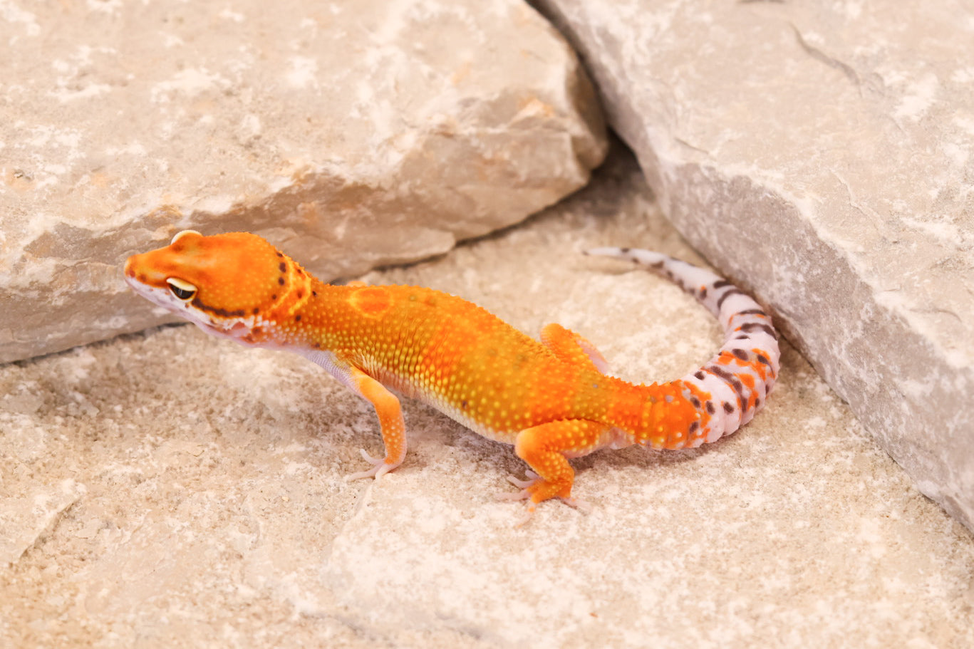 26-195 | Clown/Electric Inferno Tangerine | Male
