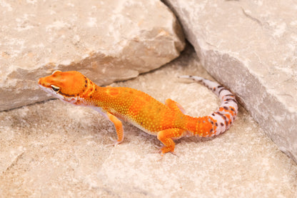 26-195 | Clown/Electric Inferno Tangerine | Male