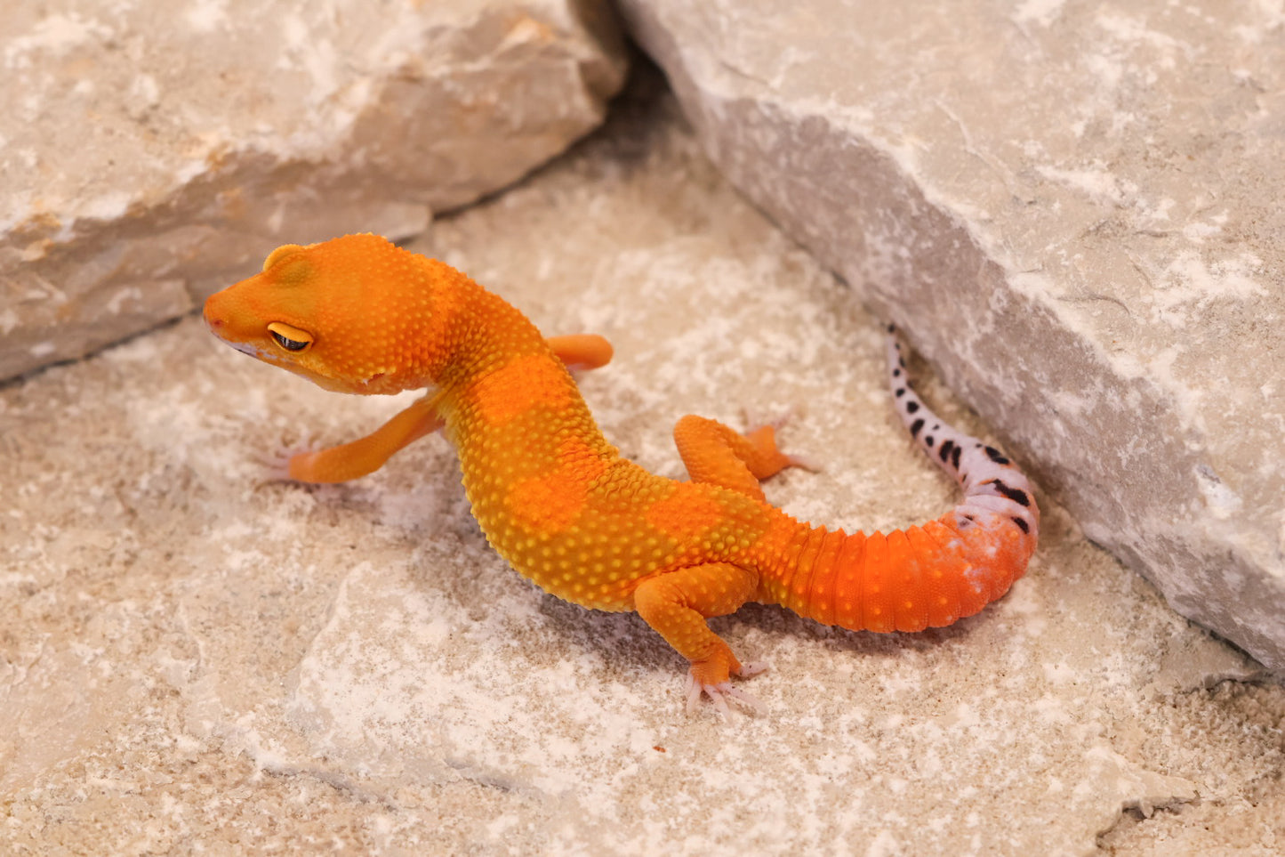 26-038 | Tangerine het Tremper Albino | Probable Female