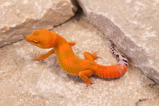 26-038 | Tangerine het Tremper Albino | Probable Female