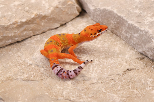 26-141 | Clown/Electric Inferno Emerine Tangerine | Female