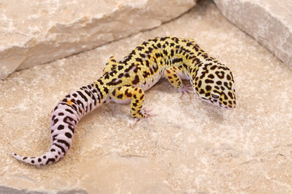 25-096 | Gem Snow het Rainwater Albino | Male