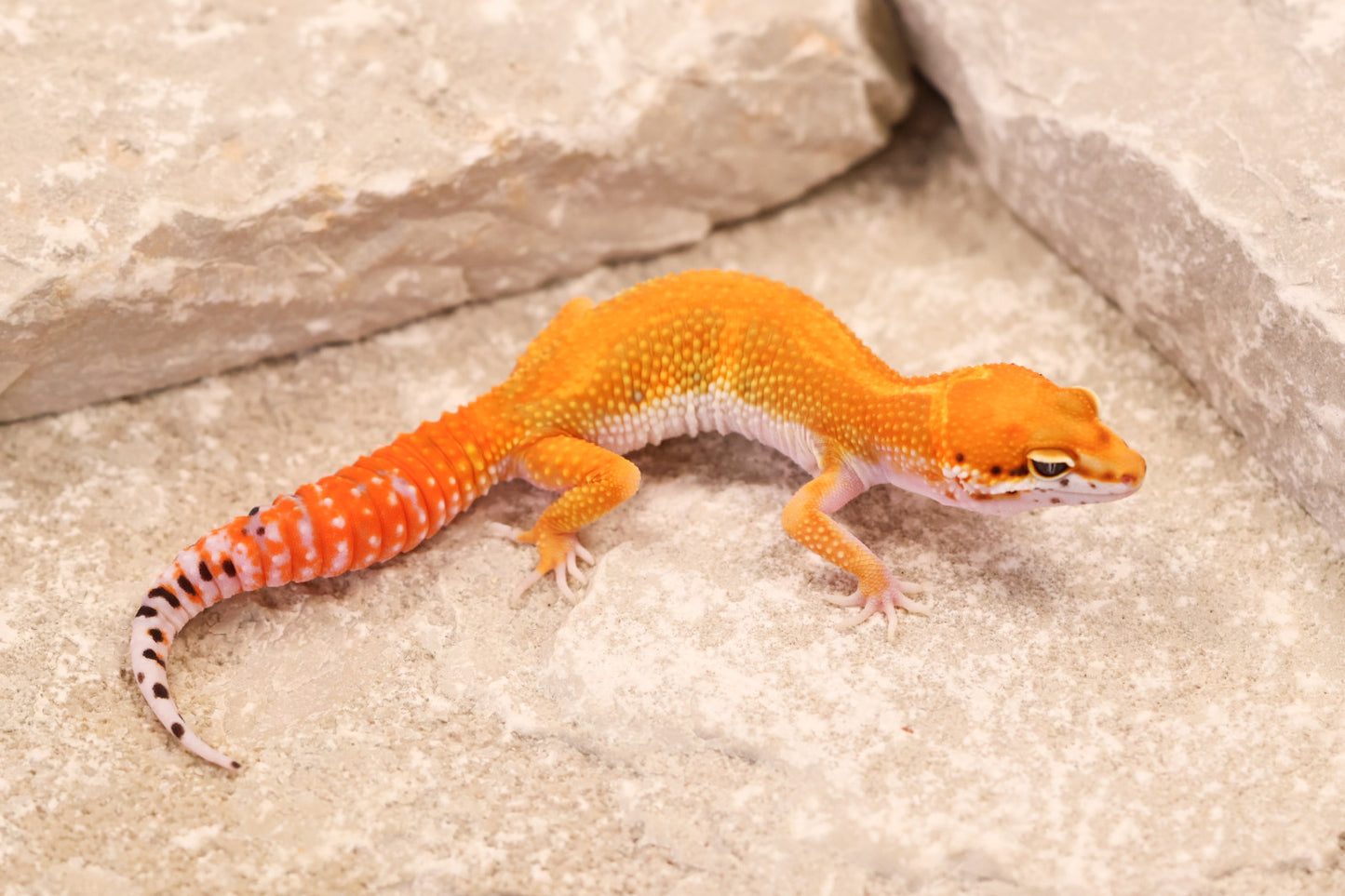 26-156 | Red Diamond/Electric Inferno Tangerine het Tremper Albino | Female