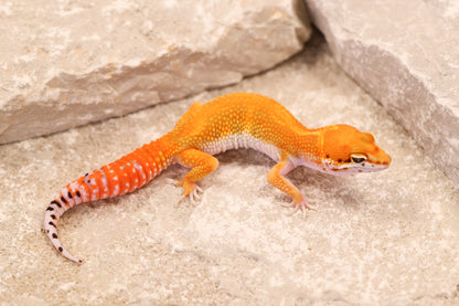 26-156 | Red Diamond/Electric Inferno Tangerine het Tremper Albino | Female
