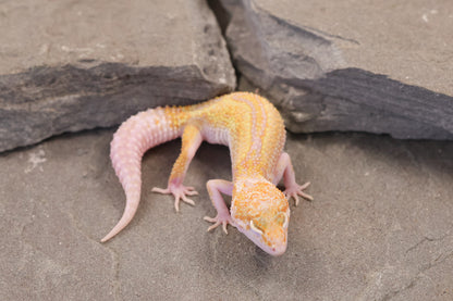 26-281 | Mack Snow Raptor het Murphy's Patternless | Female