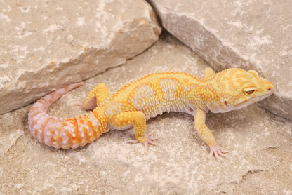 23-490 | Red Diamond Cross Gem Snow Tremper Albino | Male