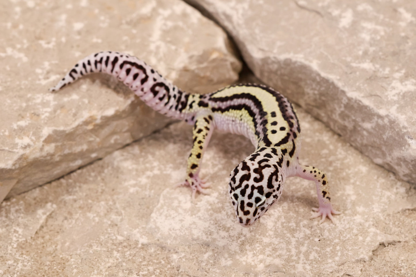 25-084 | Bold Stripe Gem Snow | Male