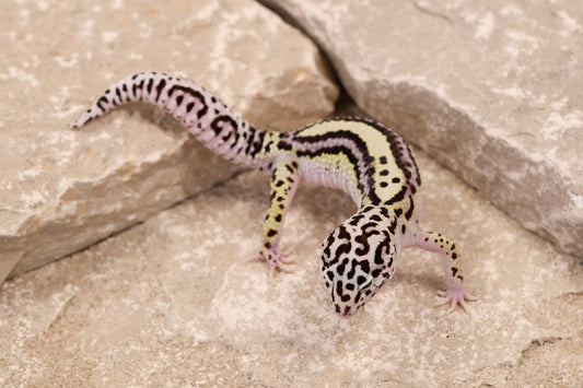 25-084 | Bold Stripe Gem Snow | Male