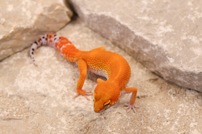 26-187 | Blood/Red Diamond Tangerine het Tremper Albino | Female