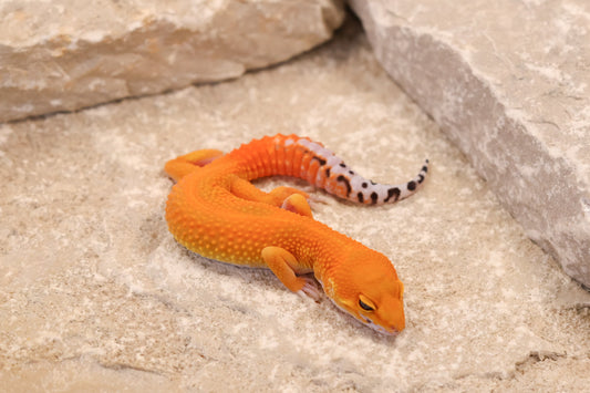 26-127 | Tangerine het Tremper Albino | Female