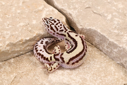 25-195 | Bold Stripe Gem Snow | Female