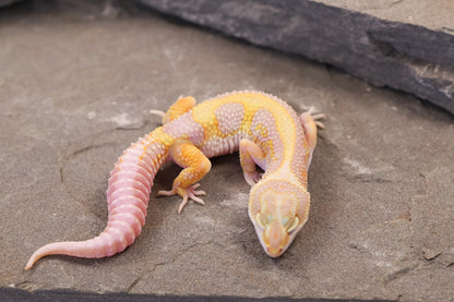 26-090 | Tremper Albino Bold Bandit | Female